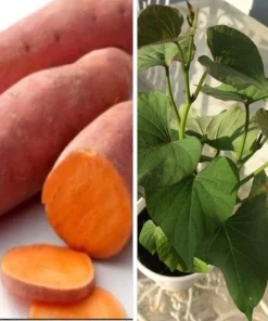 5 Beauregard Sweet Potato Plants – Organic Slips – Orange Flesh - Image 1