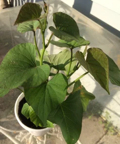 5 Beauregard Sweet Potato Plants – Organic Slips – Orange Flesh - Image 3