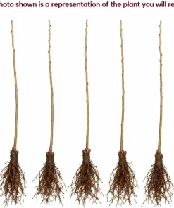 5 Black Cherry Bare Root Trees 1-2 ft Tall - Cold Hardy Fruit Plants Outdoor - Image 4