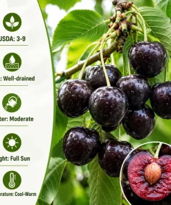 5 Black Cherry Bare Root Trees 1-2 ft Tall - Cold Hardy Fruit Plants Outdoor - Image 6