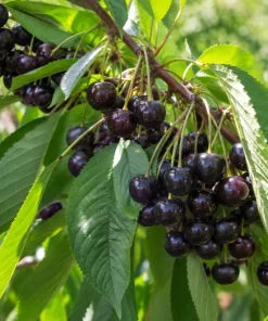 5 Black Cherry Bare Root Trees 1-2 ft Tall - Cold Hardy Fruit Plants Outdoor - Image 7