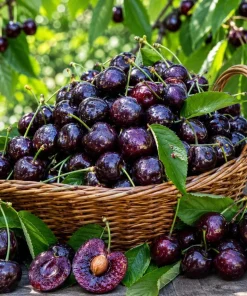 5 Black Cherry Bare Root Trees 1-2 ft Tall - Cold Hardy Fruit Plants Outdoor - Image 1