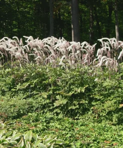 5 Black Cohosh Bulbs - Actaea racemosa Root - Bugbane Perennial - Image 2