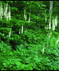 5 Black Cohosh Bulbs - Actaea racemosa Root - Bugbane Perennial - Image 3