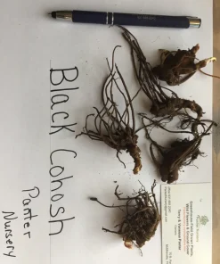 5 Black Cohosh Bulbs - Actaea racemosa Root - Bugbane Perennial - Image 4
