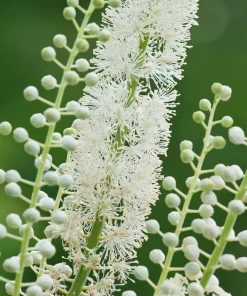 5 Black Cohosh Bulbs - Actaea racemosa Root - Bugbane Perennial - Image 5