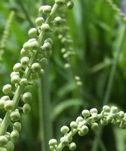 5 Black Cohosh Bulbs - Actaea racemosa Root - Bugbane Perennial - Image 6