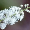 5 Black Cohosh Bulbs - Actaea racemosa Root - Bugbane Perennial - Image 1