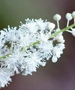 5 Black Cohosh Bulbs - Actaea racemosa Root - Bugbane Perennial - Image 1