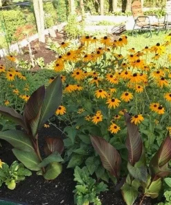 5 Black-Eyed Susan Bare Roots Perennial Plants - Outdoor, Yellow Flowers - Image 2