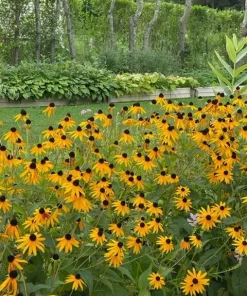 5 Black-Eyed Susan Bare Roots Perennial Plants - Outdoor, Yellow Flowers - Image 3