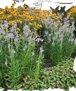 5 Black-Eyed Susan Bare Roots Perennial Plants - Outdoor, Yellow Flowers - Image 4
