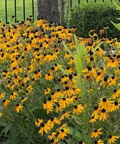 5 Black-Eyed Susan Bare Roots Perennial Plants - Outdoor, Yellow Flowers - Image 1