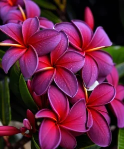 5 Black Purple Plumeria Seeds - Hawaiian Flower Lei Perennial Bloom - Image 2