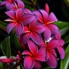 5 Black Purple Plumeria Seeds - Hawaiian Flower Lei Perennial Bloom - Image 1