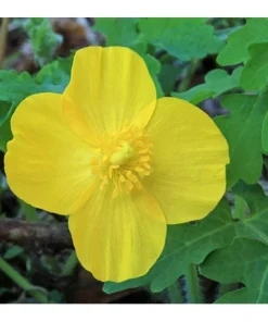 5 Celandine Poppy Bulbs (Stylophorum diphyllum) - Yellow Wood Poppy for Shade - Image 2