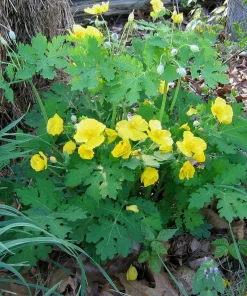 5 Celandine Poppy Bulbs (Stylophorum diphyllum) - Yellow Wood Poppy for Shade - Image 3