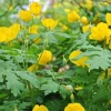 5 Celandine Poppy Bulbs (Stylophorum diphyllum) - Yellow Wood Poppy for Shade - Image 1