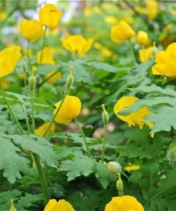 5 Celandine Poppy Bulbs (Stylophorum diphyllum) - Yellow Wood Poppy for Shade - Image 1