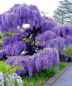 5 Chinese Blue Wisteria sinensis Tree Seeds - Fast Climber Flower Vine Hardy Plant - Image 2