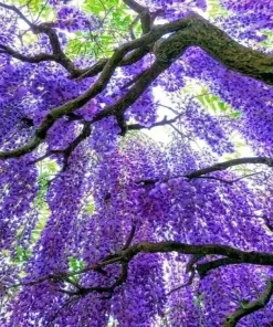 5 Chinese Blue Wisteria sinensis Tree Seeds - Fast Climber Flower Vine Hardy Plant - Image 3