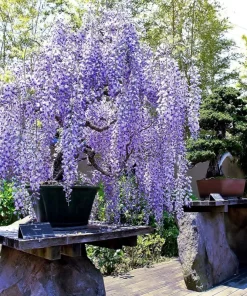 5 Chinese Blue Wisteria sinensis Tree Seeds - Fast Climber Flower Vine Hardy Plant - Image 4