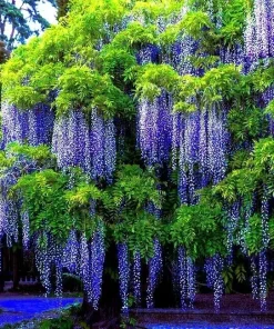 5 Chinese Blue Wisteria sinensis Tree Seeds - Fast Climber Flower Vine Hardy Plant - Image 1