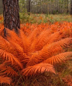 5 Cinnamon Fern Roots - Native Woodland Fern Rhizomes for Shade Gardens, Perennial - Image 4