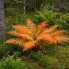 5 Cinnamon Fern Roots - Native Woodland Fern Rhizomes for Shade Gardens, Perennial - Image 1