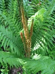 5 Cinnamon Fern Roots/Rhizomes - Live Plant, Hardy Zones 4-8, Wetland Garden - Image 2