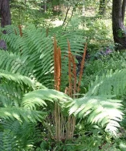 5 Cinnamon Fern Roots/Rhizomes - Live Plant, Hardy Zones 4-8, Wetland Garden - Image 3