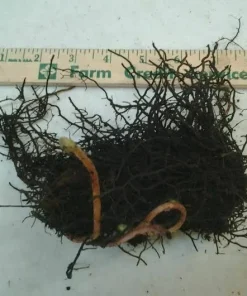 5 Cinnamon Fern Roots/Rhizomes - Live Plant, Hardy Zones 4-8, Wetland Garden - Image 4