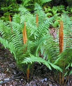 5 Cinnamon Fern Roots/Rhizomes - Live Plant, Hardy Zones 4-8, Wetland Garden - Image 1