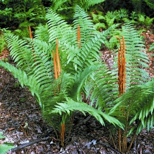 5 Cinnamon Fern Roots/Rhizomes - Live Plant, Hardy Zones 4-8, Wetland Garden - Image 1