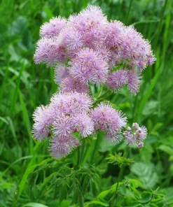 5 Columbine Meadow Rue Seeds - Thalictrum Aquilegifolium Purple Pink Flower Seeds - Image 10