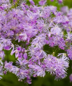 5 Columbine Meadow Rue Seeds - Thalictrum Aquilegifolium Purple Pink Flower Seeds - Image 2