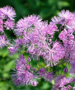 5 Columbine Meadow Rue Seeds - Thalictrum Aquilegifolium Purple Pink Flower Seeds - Image 3