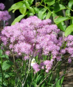 5 Columbine Meadow Rue Seeds - Thalictrum Aquilegifolium Purple Pink Flower Seeds - Image 4