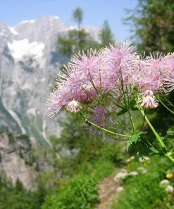 5 Columbine Meadow Rue Seeds - Thalictrum Aquilegifolium Purple Pink Flower Seeds - Image 5
