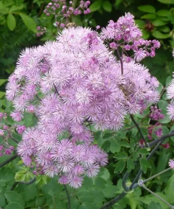 5 Columbine Meadow Rue Seeds - Thalictrum Aquilegifolium Purple Pink Flower Seeds - Image 6