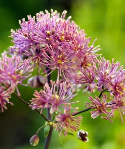 5 Columbine Meadow Rue Seeds - Thalictrum Aquilegifolium Purple Pink Flower Seeds - Image 7