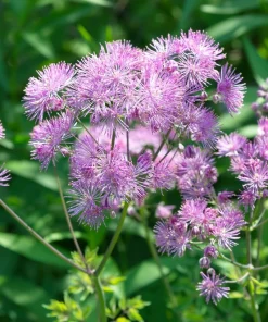 5 Columbine Meadow Rue Seeds - Thalictrum Aquilegifolium Purple Pink Flower Seeds - Image 8