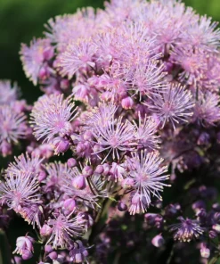 5 Columbine Meadow Rue Seeds - Thalictrum Aquilegifolium Purple Pink Flower Seeds - Image 9