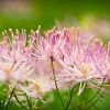 5 Columbine Meadow Rue Seeds - Thalictrum Aquilegifolium Purple Pink Flower Seeds - Image 1