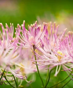 5 Columbine Meadow Rue Seeds - Thalictrum Aquilegifolium Purple Pink Flower Seeds - Image 1