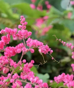5 Coral Vine Mexican Creeper Seeds - Antigonon Leptopus Pink Flowers - Image 2