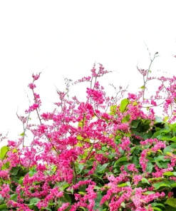 5 Coral Vine Mexican Creeper Seeds - Antigonon Leptopus Pink Flowers - Image 3