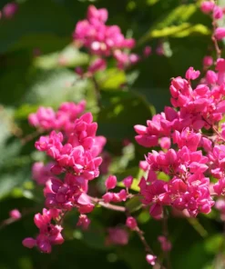 5 Coral Vine Mexican Creeper Seeds - Antigonon Leptopus Pink Flowers - Image 4