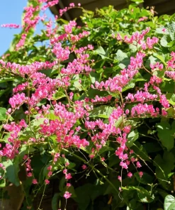 5 Coral Vine Mexican Creeper Seeds - Antigonon Leptopus Pink Flowers - Image 5