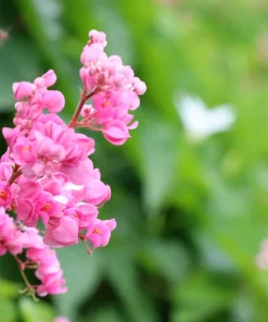 5 Coral Vine Mexican Creeper Seeds - Antigonon Leptopus Pink Flowers - Image 6